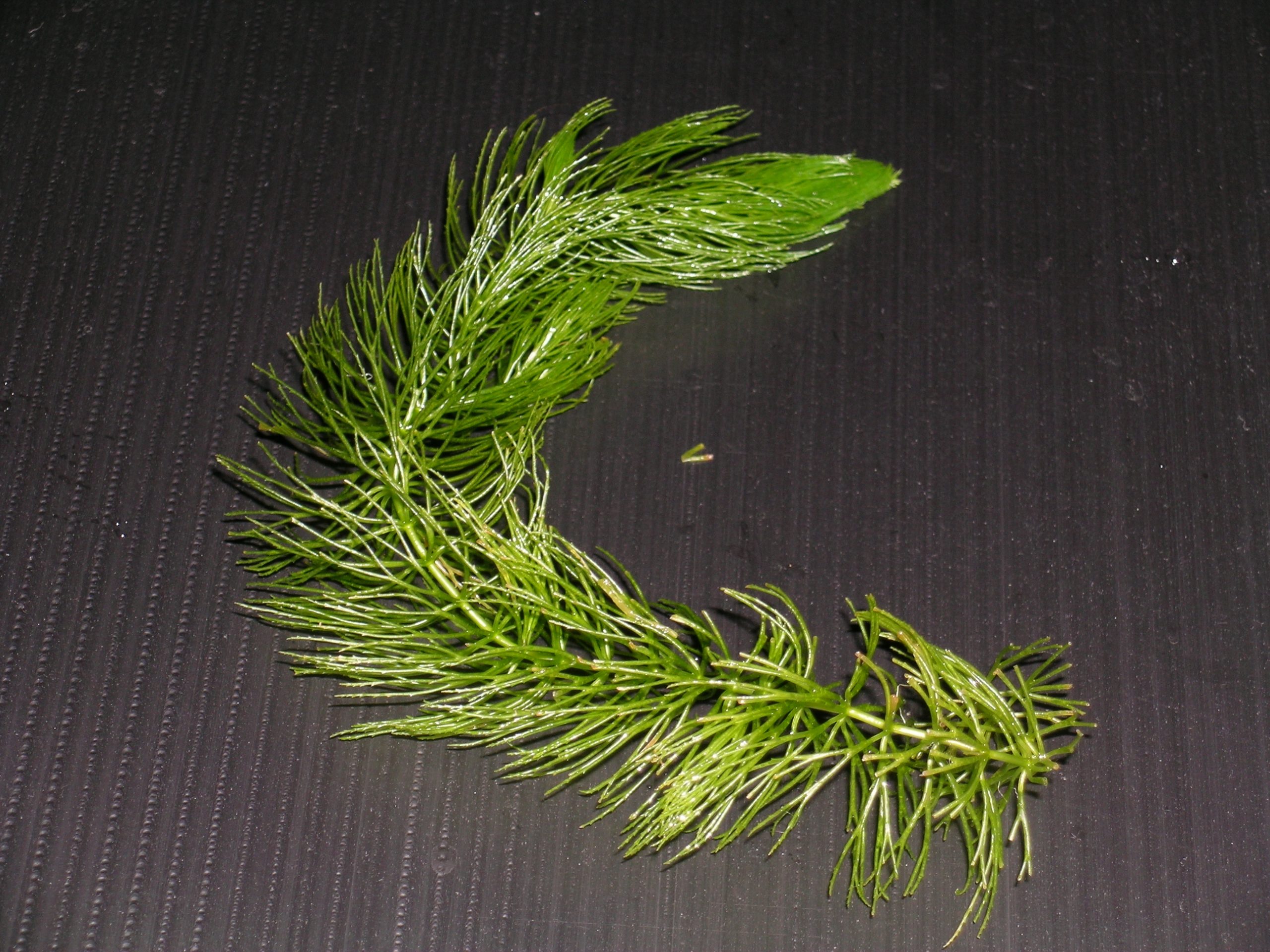 Coontail-Detail