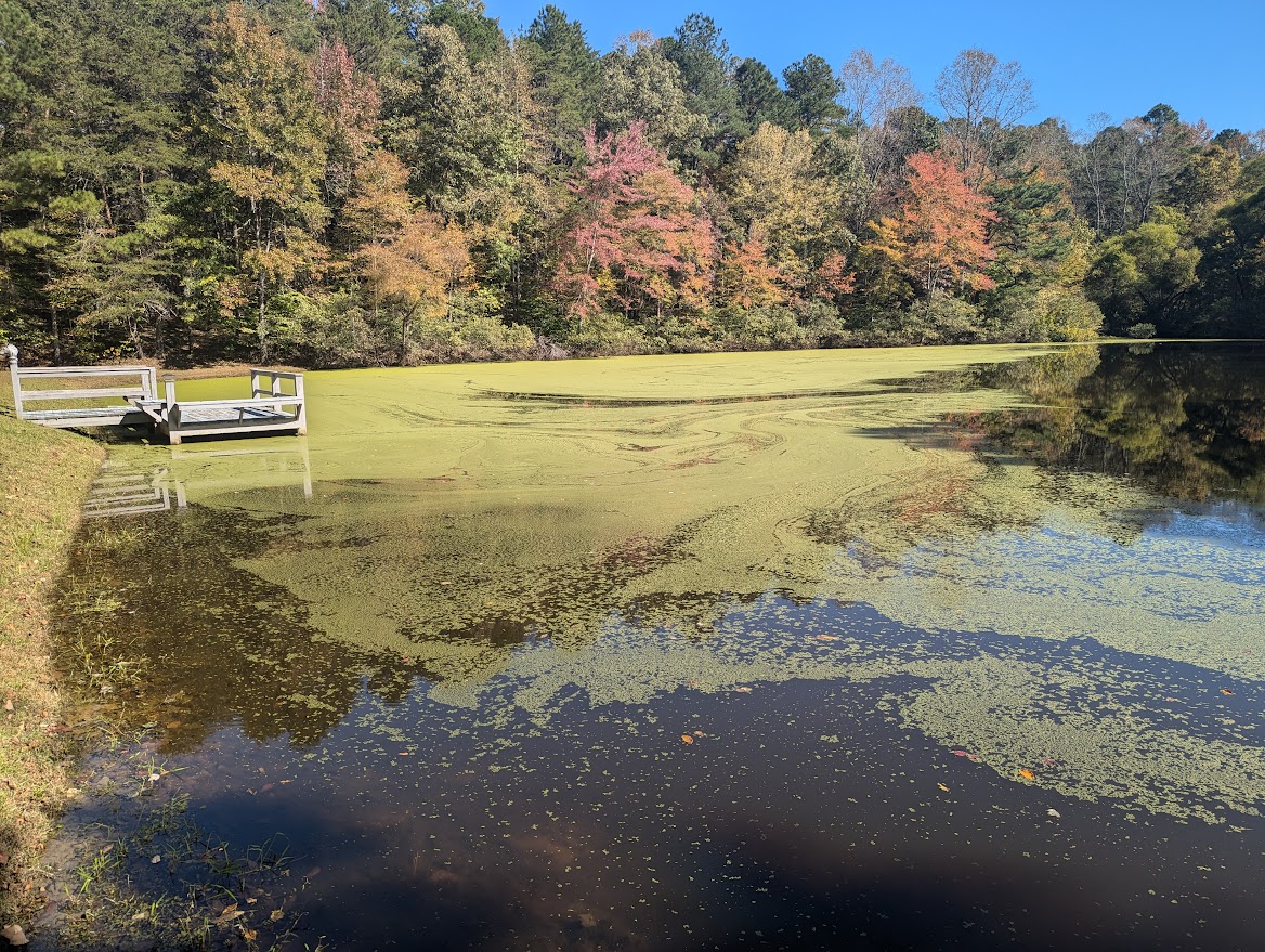 Watermeal Pond Pond Covered with Watermeal