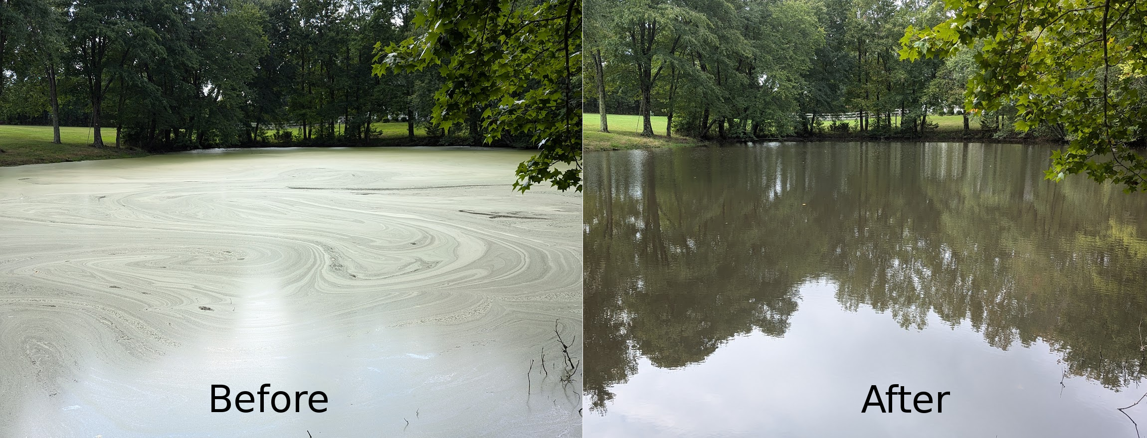 Watermeal Treatment Before & After Before and after photos of a successful Watermeal treatment performed by Cattail Aquatics.