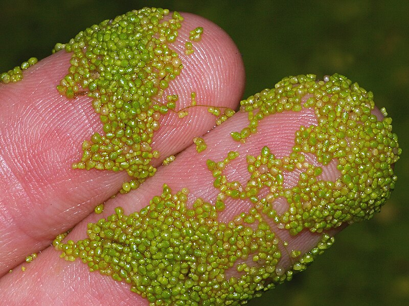 image Close up photo of Watermeal on a person's fingers